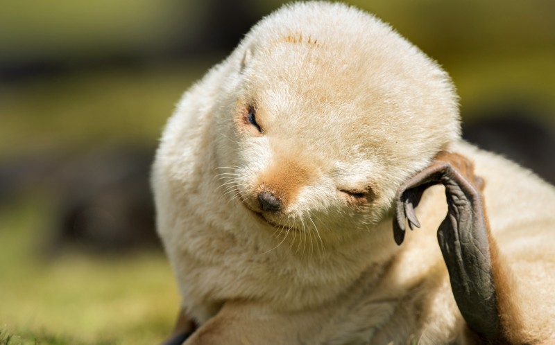 Extremely rare blonde seal cub caught on camera in South Georgia Islands