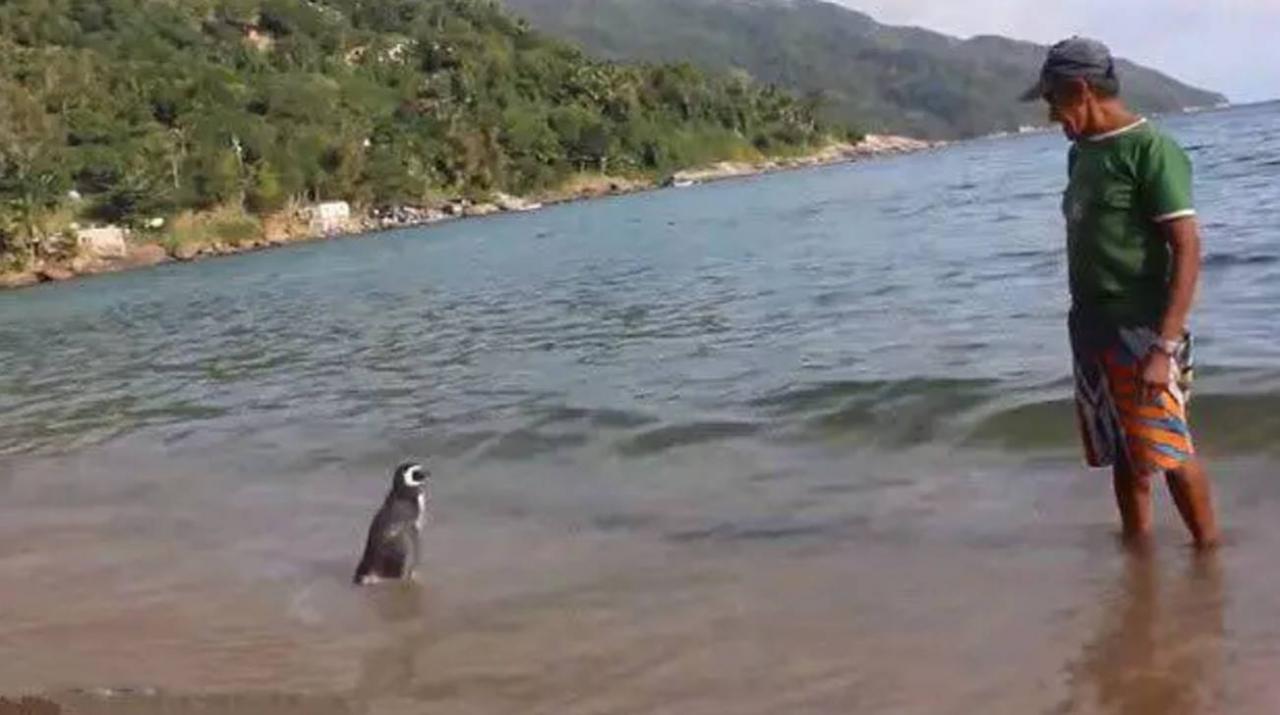 Penguin Swims 8,000KM Every Year Just To See The Man Who Saved His Life