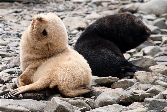 A blonde Antarctic fur seal pup investigates the world with its brown-furred brethren on South Georgia. Approximately 1… | Cute seals, Cute animals, Therapy animals