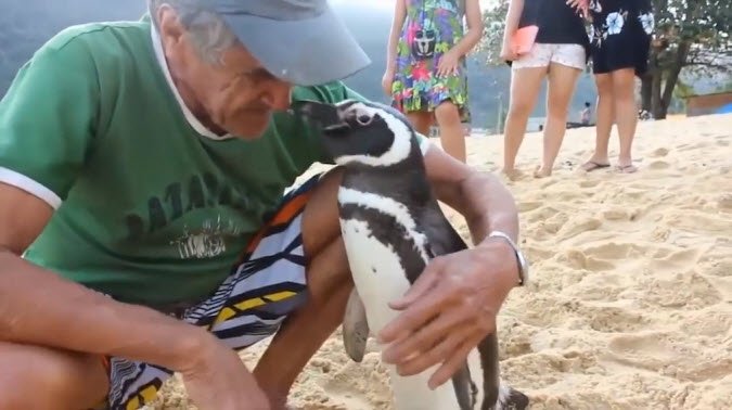 Adorable penguin travels 8,000km every year to reunite with human friend ?