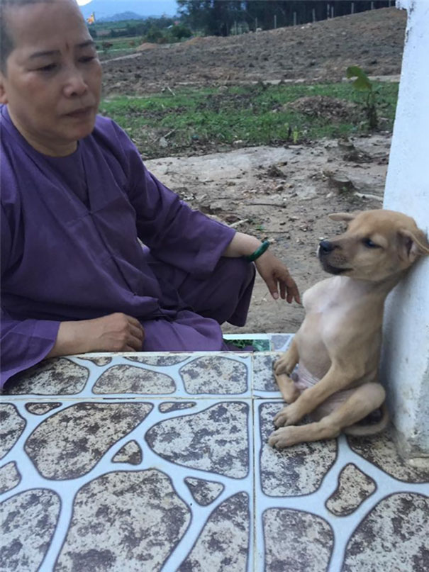 adopted-dogs-cuddle-buddhist-nuns-china-1c
