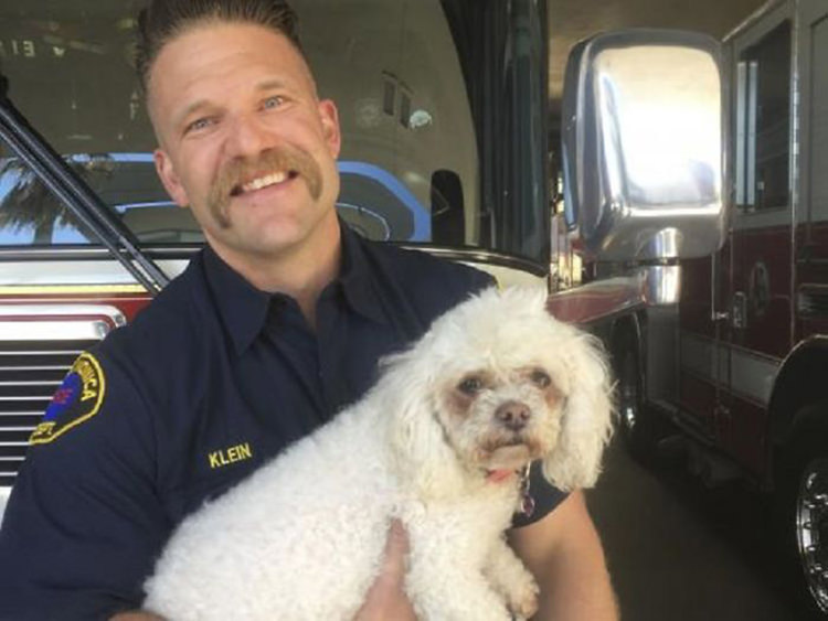 firefighter-rescues-dog