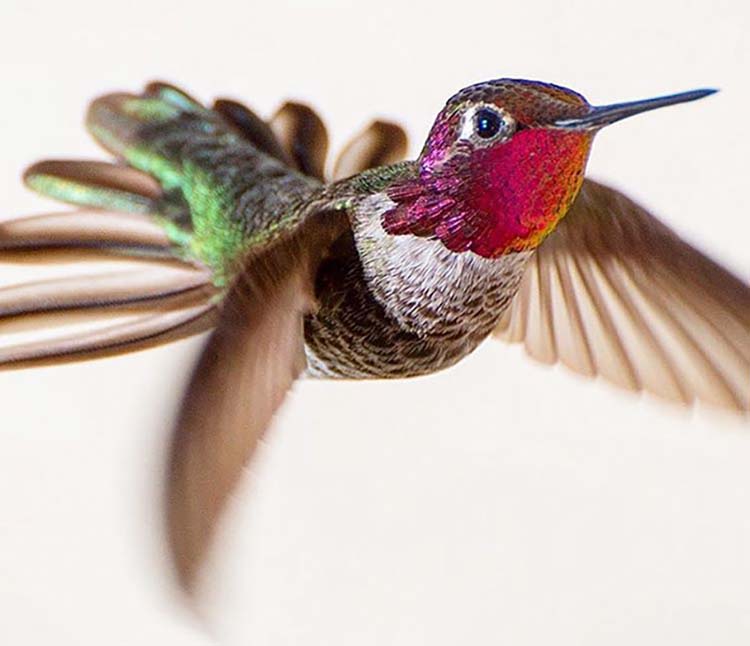 hummingbird-photography-by-tracy-johnson-1