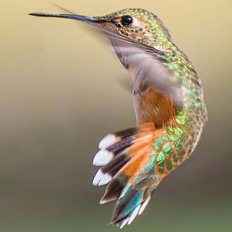 hummingbird-photography-by-tracy-johnson-10