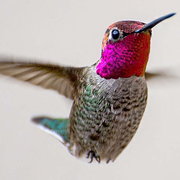 hummingbird-photography-by-tracy-johnson-11