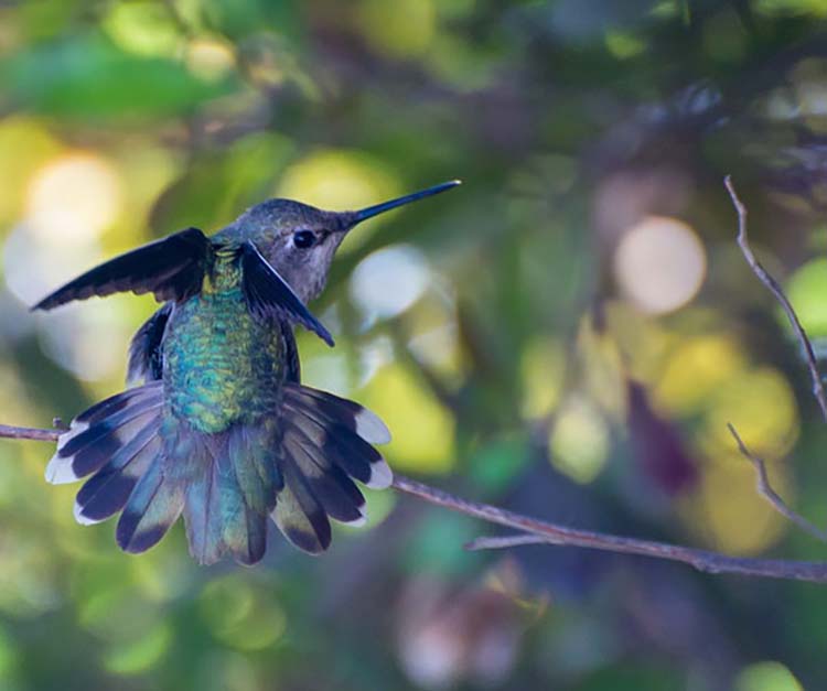 hummingbird-photography-by-tracy-johnson-12