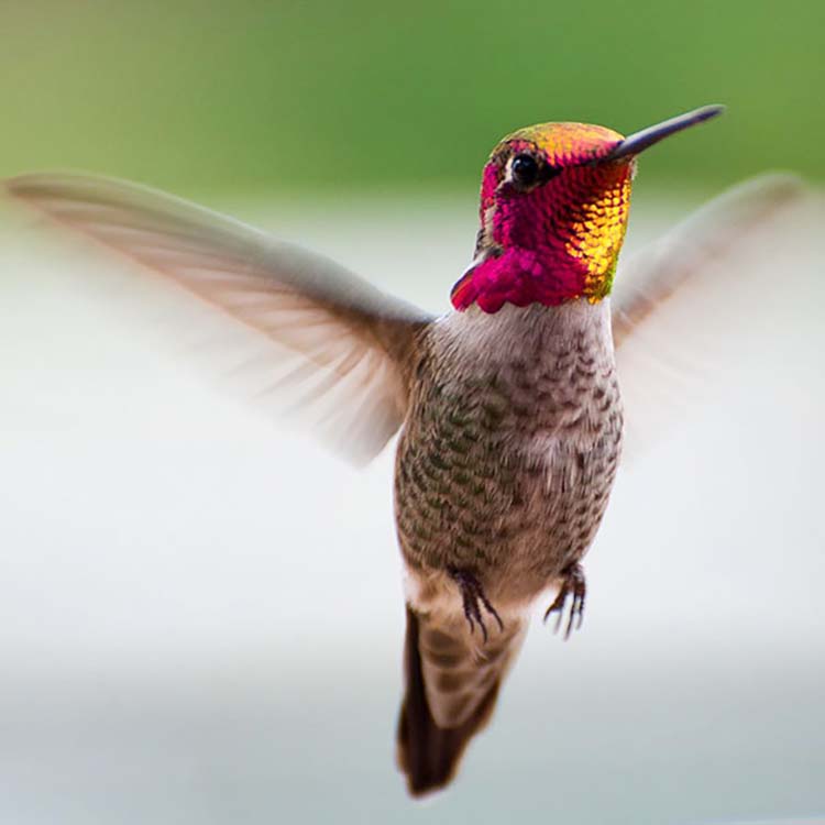 hummingbird-photography-by-tracy-johnson-13