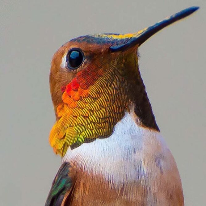 hummingbird-photography-by-tracy-johnson-14