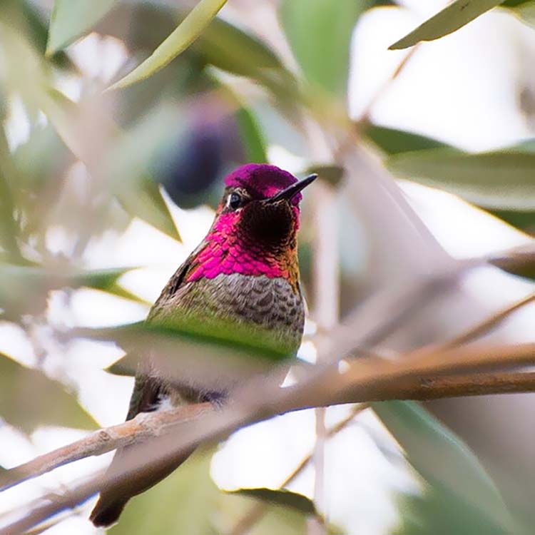 hummingbird-photography-by-tracy-johnson-15