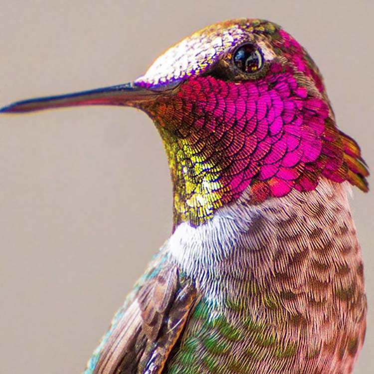 hummingbird-photography-by-tracy-johnson-2