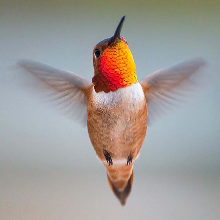hummingbird-photography-by-tracy-johnson-3