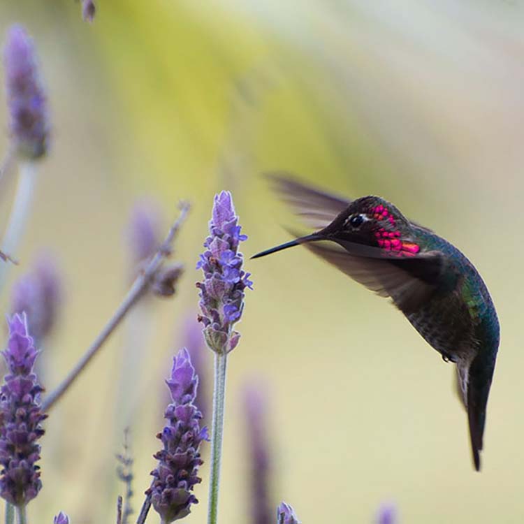 hummingbird-photography-by-tracy-johnson-4