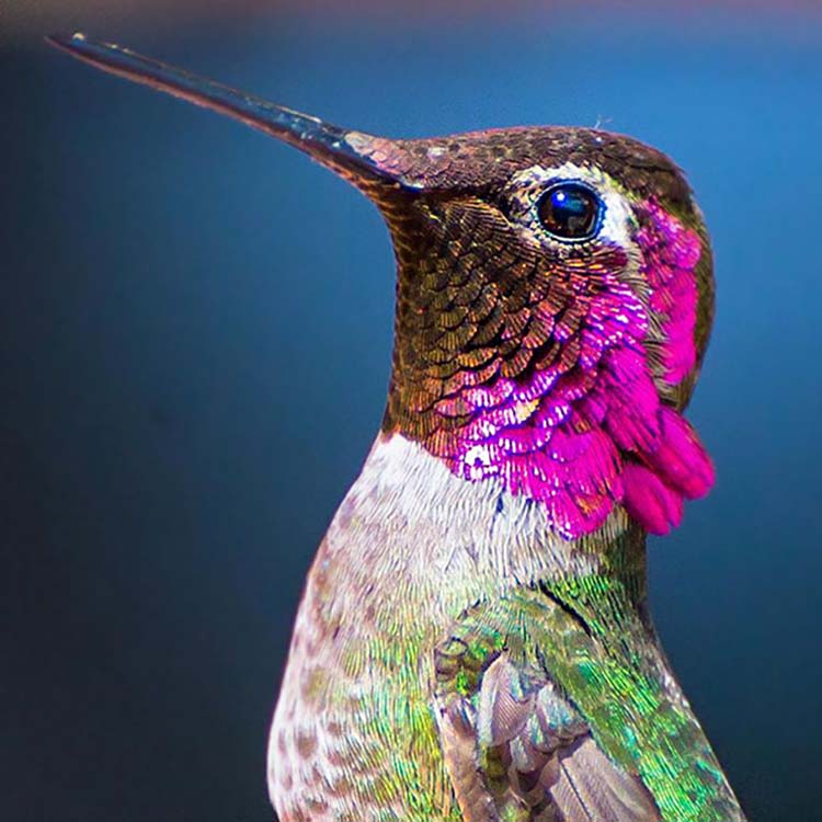hummingbird-photography-by-tracy-johnson-5