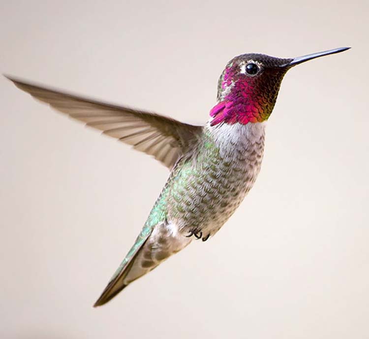 hummingbird-photography-by-tracy-johnson-6