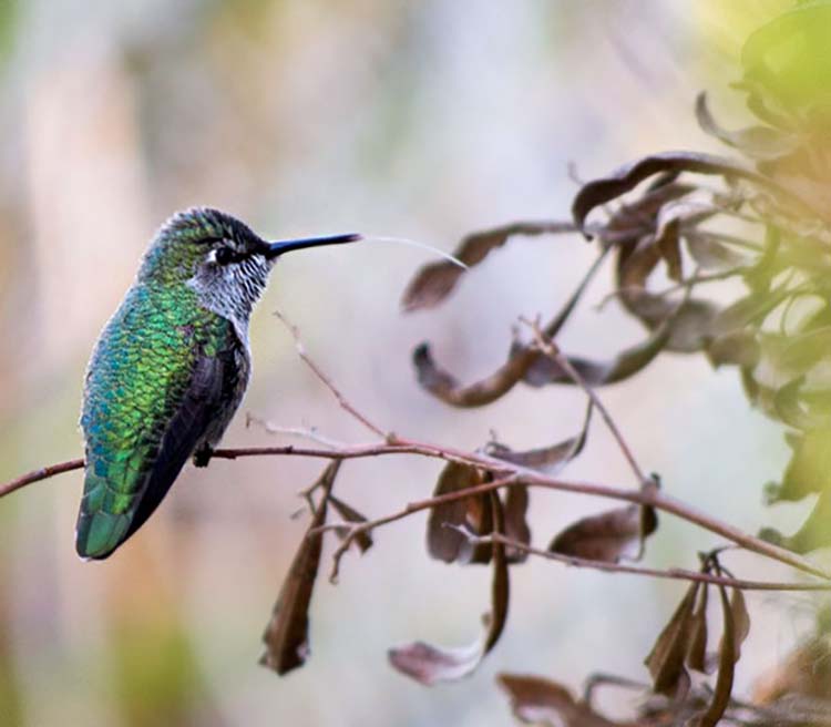 hummingbird-photography-by-tracy-johnson-7