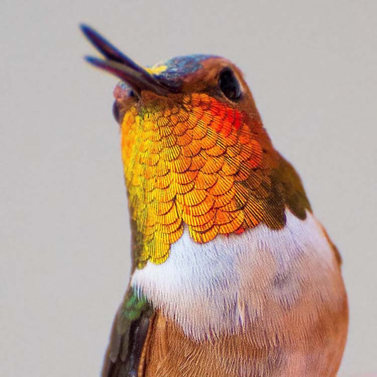 hummingbird-photography-by-tracy-johnson-9