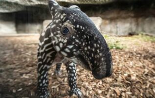 Adorable tapir calf cuddles up to it mother after becoming the second ever to be born at Chester Zoo | Daily Mail Online