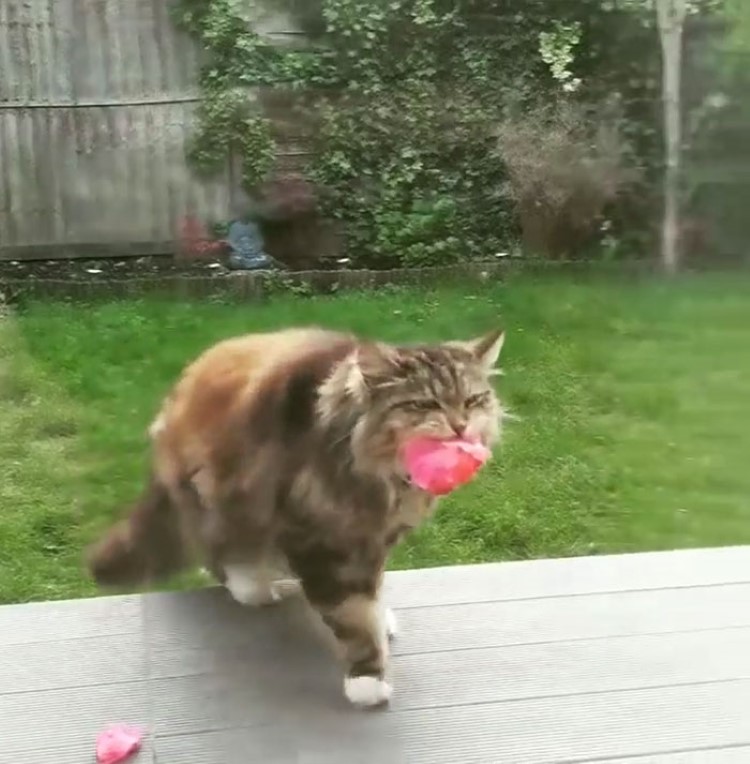 cat-brings-woman-flowers
