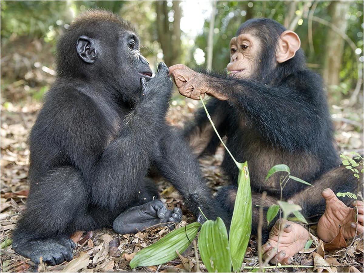 gorilla vs chimpanzee