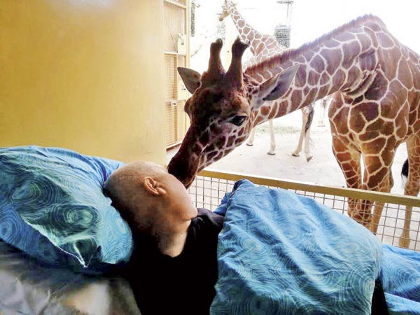 TOUCHING: Dying zoo worker gets goodbye kiss from giraffe | KANNADIGA WORLD