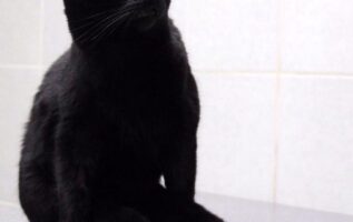 Paralyzed Cat Drags Himself Around A Vet Clinic To Cuddle Sick Dogs | The Animal Rescue Site News