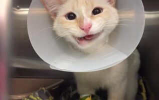 This Rescue Cat Has A Crooked Jaw But That Doesn't Stop Her From Smiling