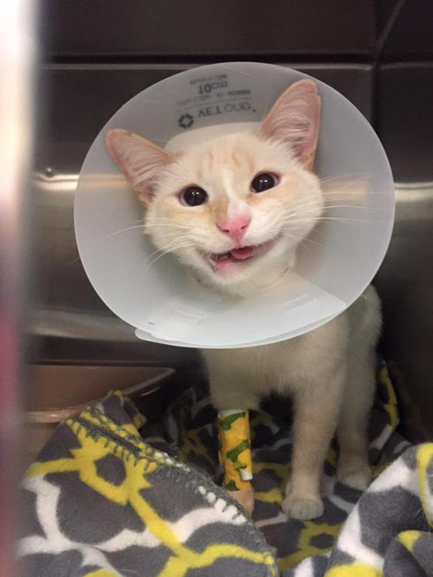 This Rescue Cat Has A Crooked Jaw But That Doesn't Stop Her From Smiling