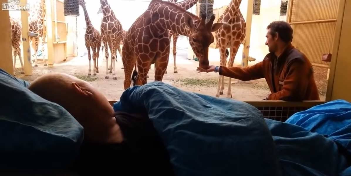 Heartbreaking Moment When A Dying Zoo Worker Received Final Kisses from Giraffes - Paws Planet