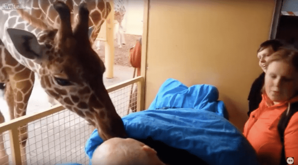 Heartbreaking Moment When A Dying Zoo Worker Received Final Kisses from Giraffes