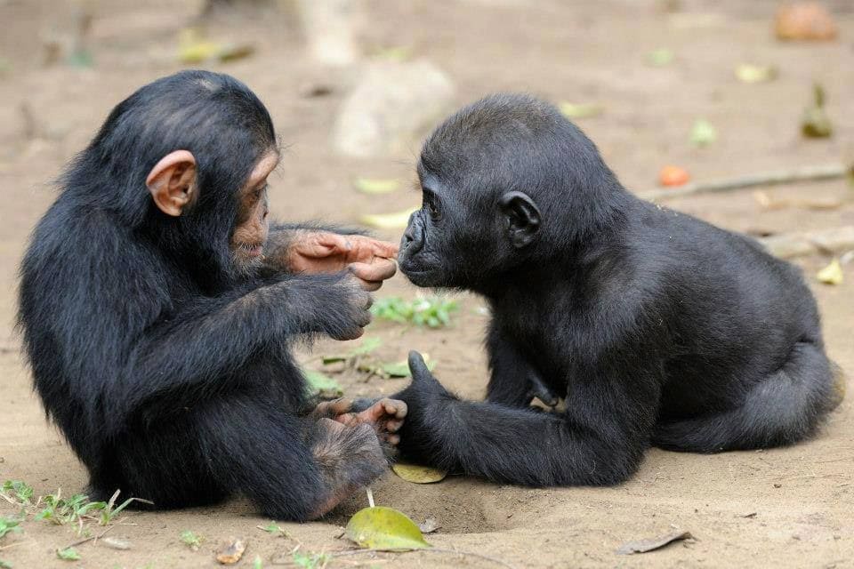 Baby Gorilla And Baby Chimpanzee Build A Special Bond, Captured By Photographer