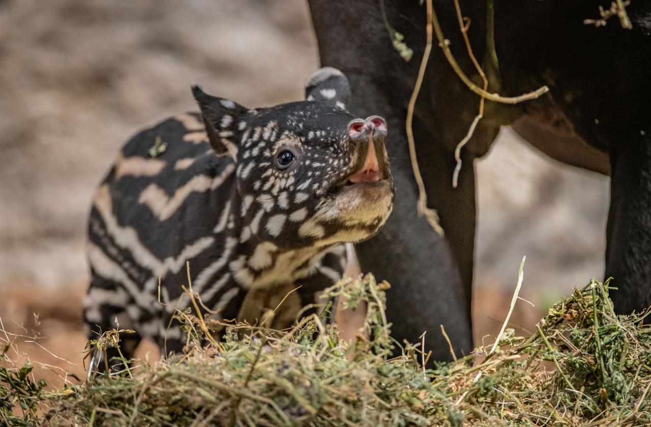 Rare baby tapir born at Chester Zoo named following public poll | Shropshire Star
