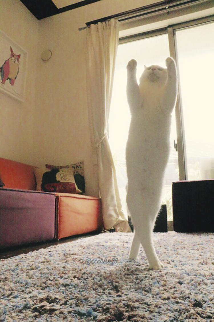 dancing-ballet-cat-1