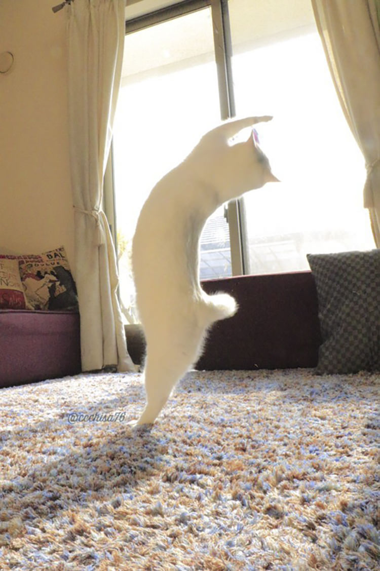 dancing-ballet-cat-2