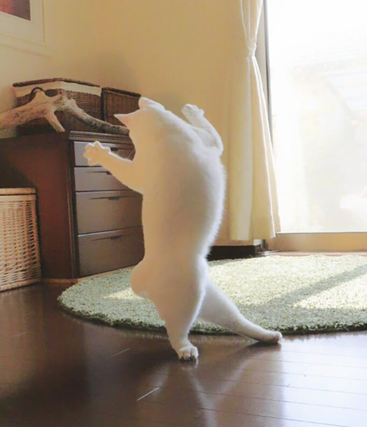 dancing-ballet-cat-6