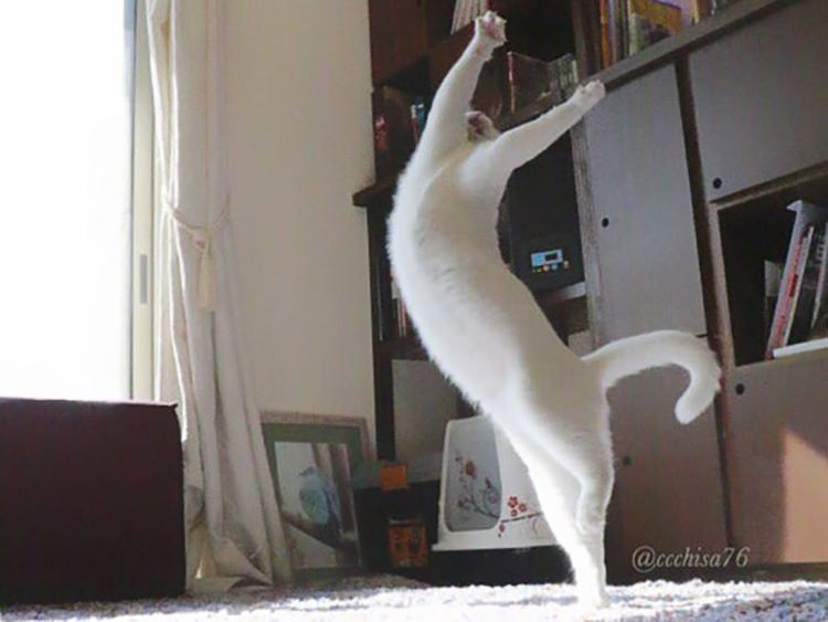 dancing-ballet-cat-7