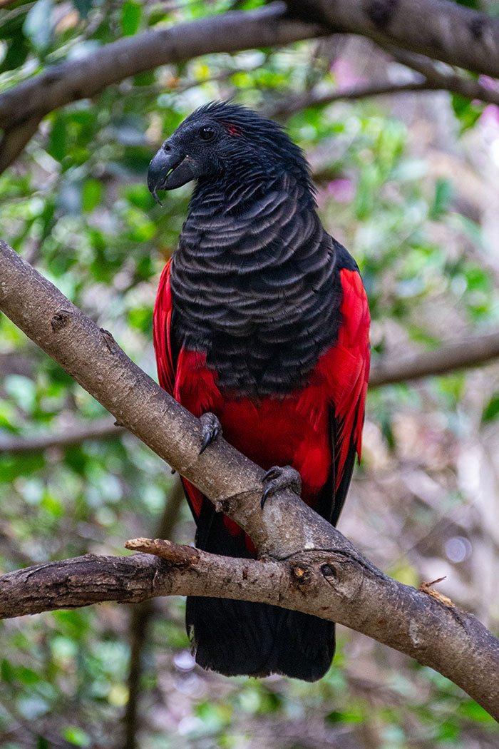 [Image: dracula-parrots-1-1.jpg]
