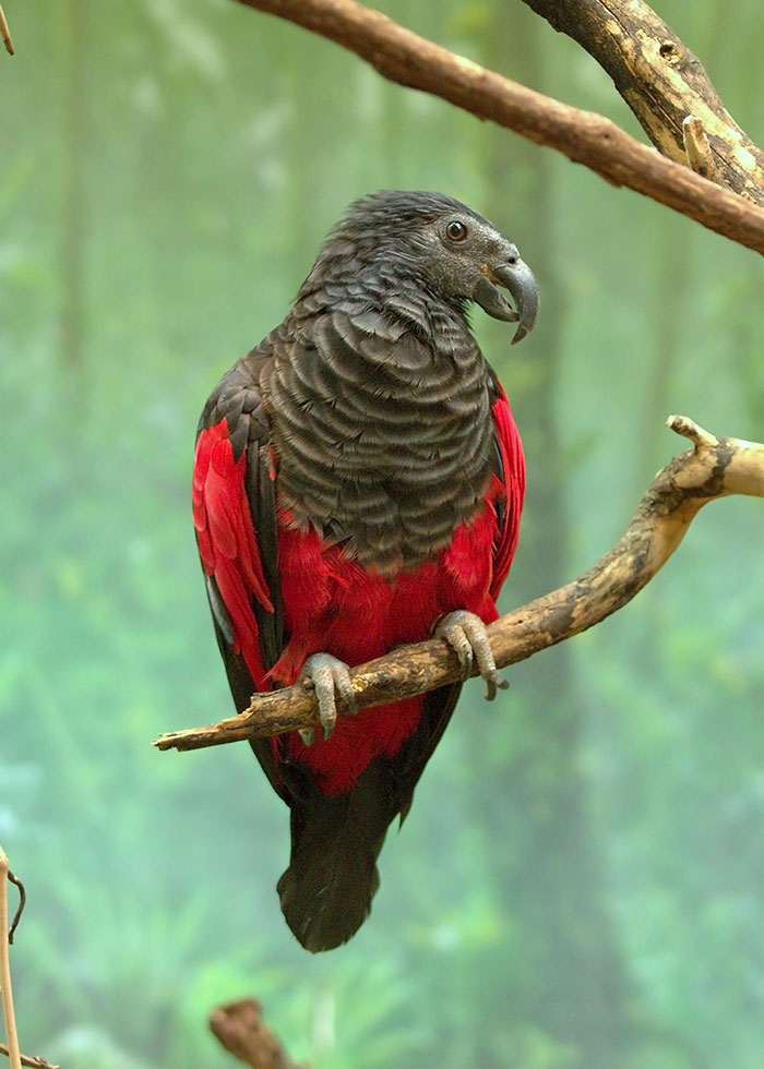 [Image: dracula-parrots-5-1.jpg]