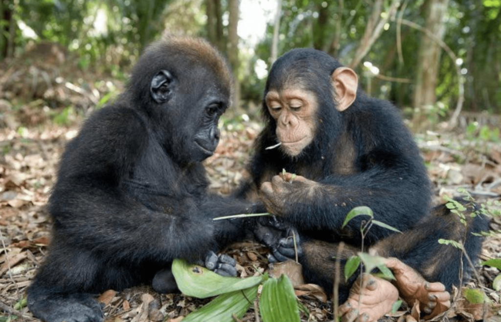 difference between gorilla and chimpanzee difference between gorilla and chimpanzee