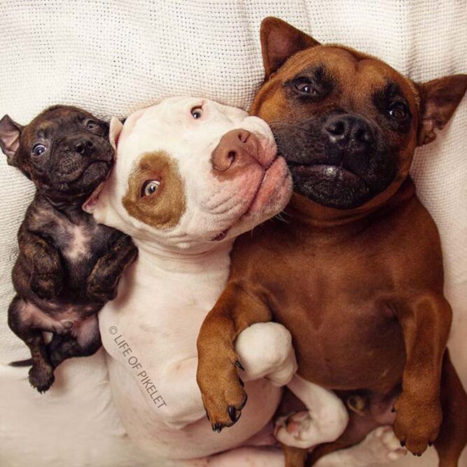 rescued-dogs-potato-1