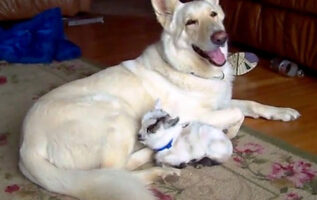 White German Shepherd Adopts Pygmy Baby Goat And Cuddles Her Like Her Own Puppy ! — Zenoonee