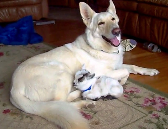 White German Shepherd Adopts Pygmy Baby Goat And Cuddles Her Like Her Own Puppy ! — Zenoonee