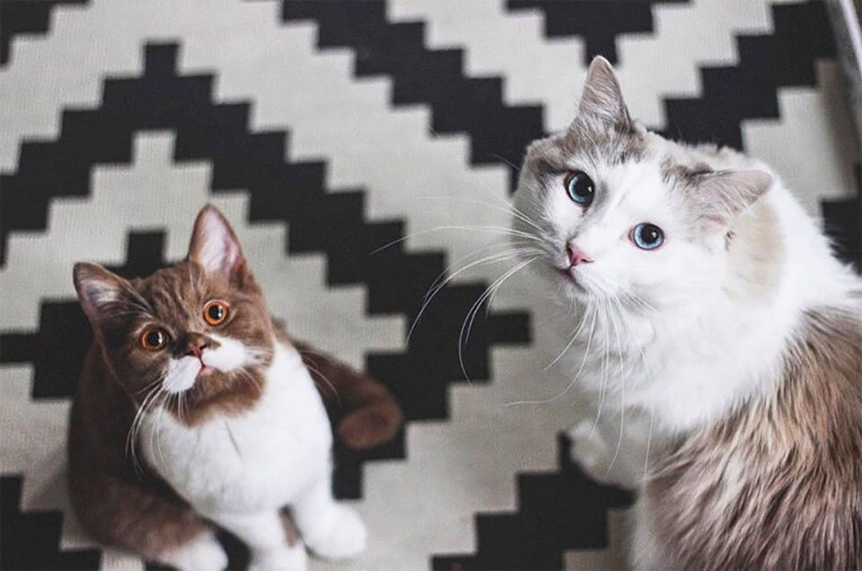 Adorables gatitos
