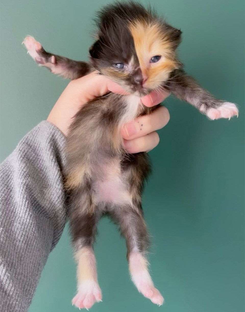 Apricot gatito quimera huérfano