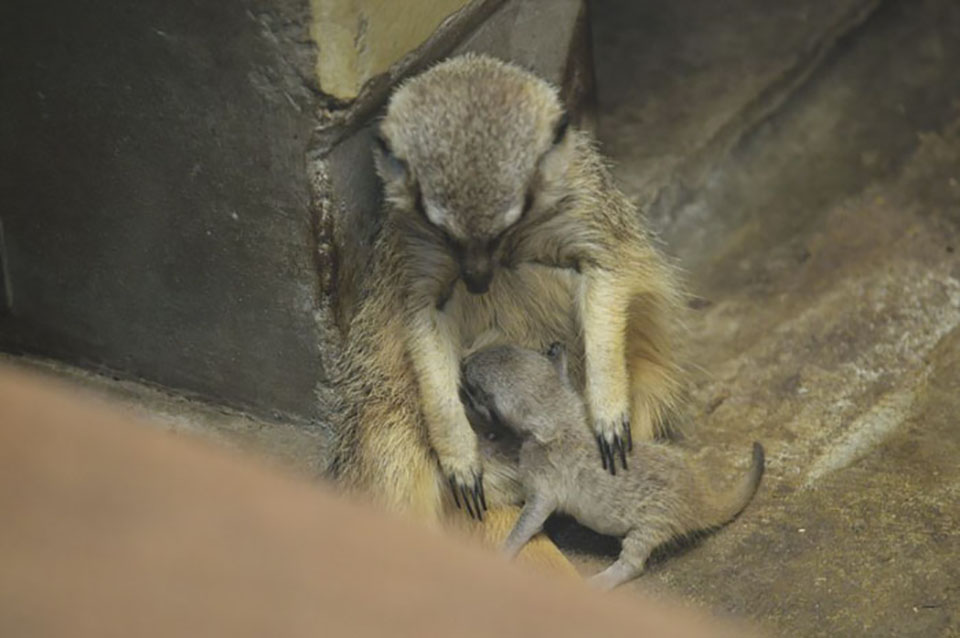 Bebé suricato y su madre