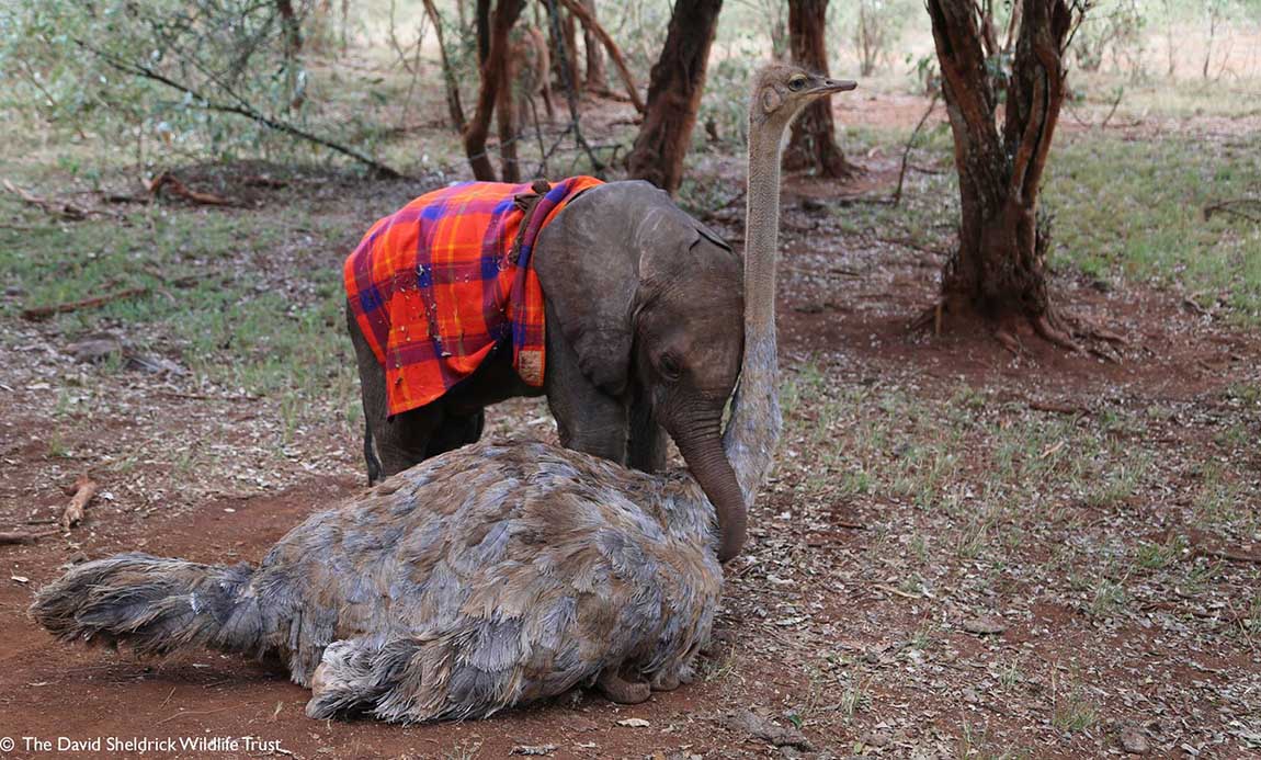 Elefante abraza a una avestruz