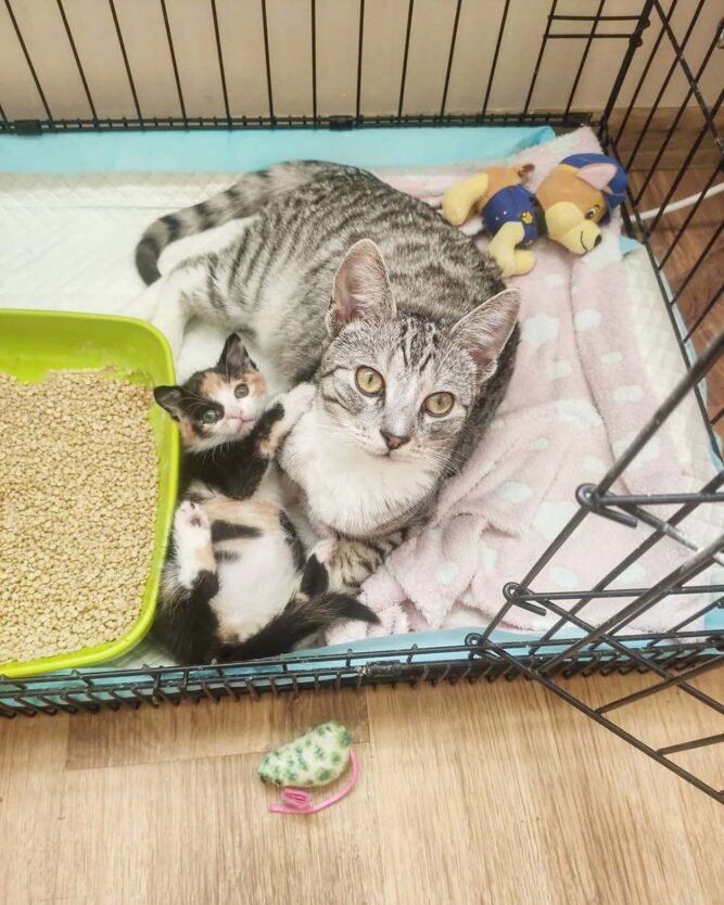 Gata acoge a una pequeña gatita