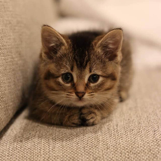 Gatita patas dobladas