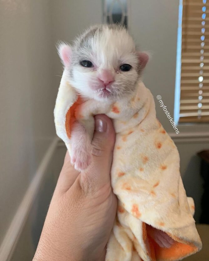 Hermoso gatito