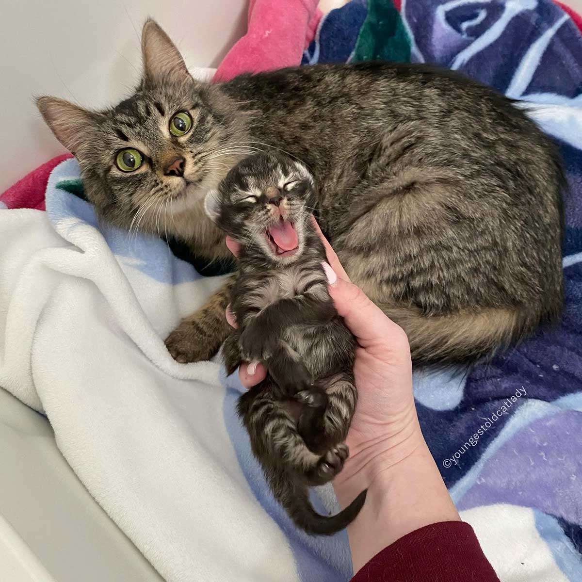 Mamá gata y su único gatito