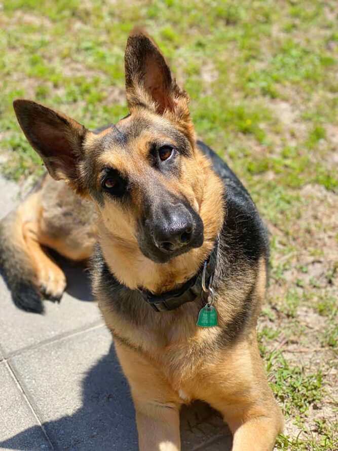Perrita calma su ansiedad acurrucándose en la ropa de mamá